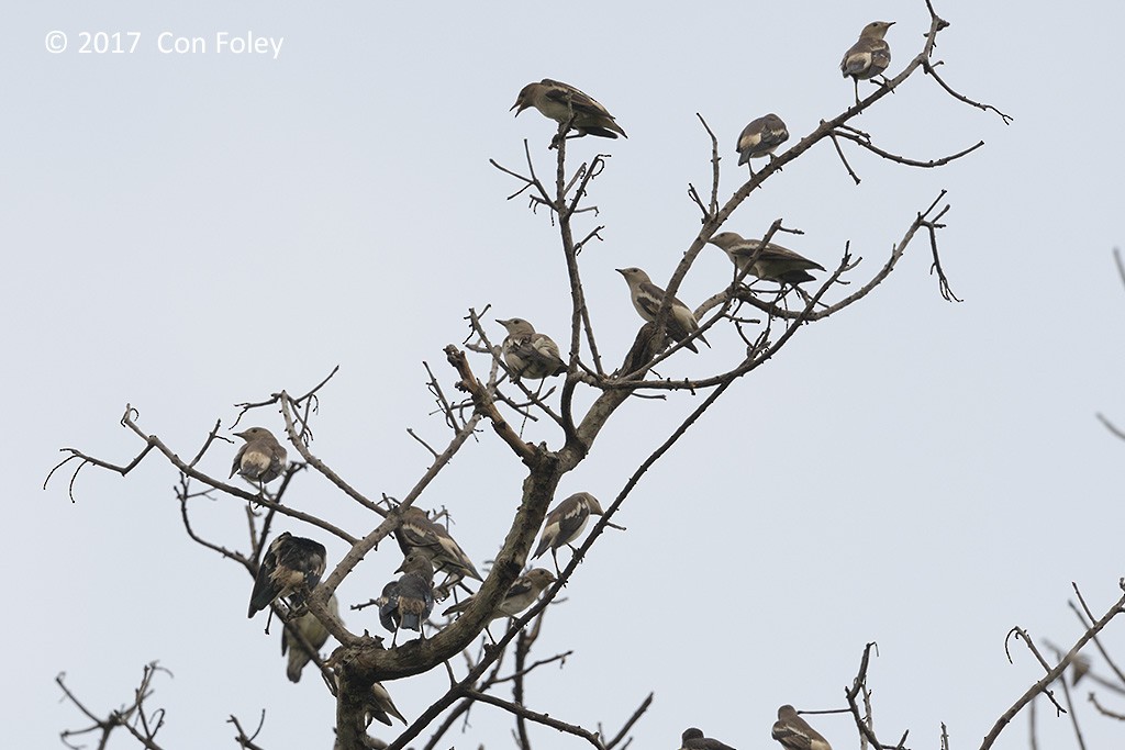 Daurian Starling - ML73175171