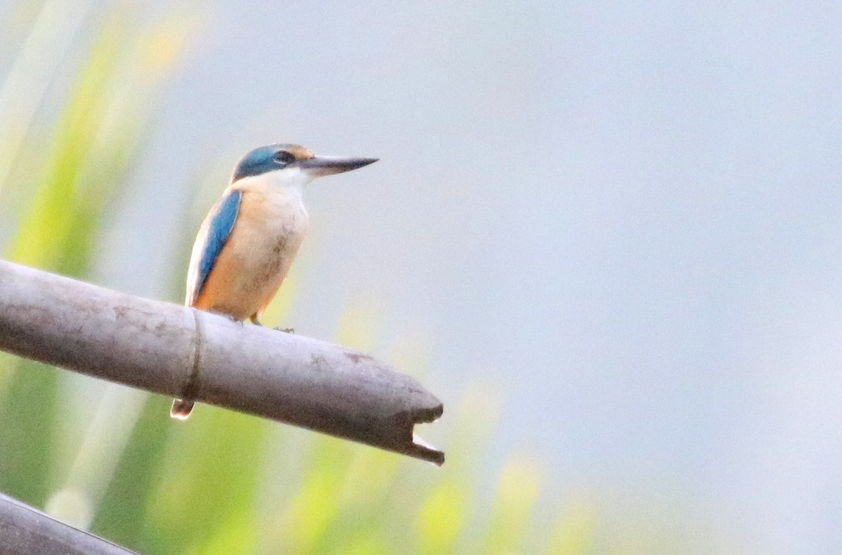 Sacred Kingfisher - ML73175301