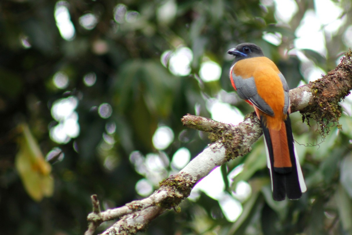 Malabar Trogon - ML73176001