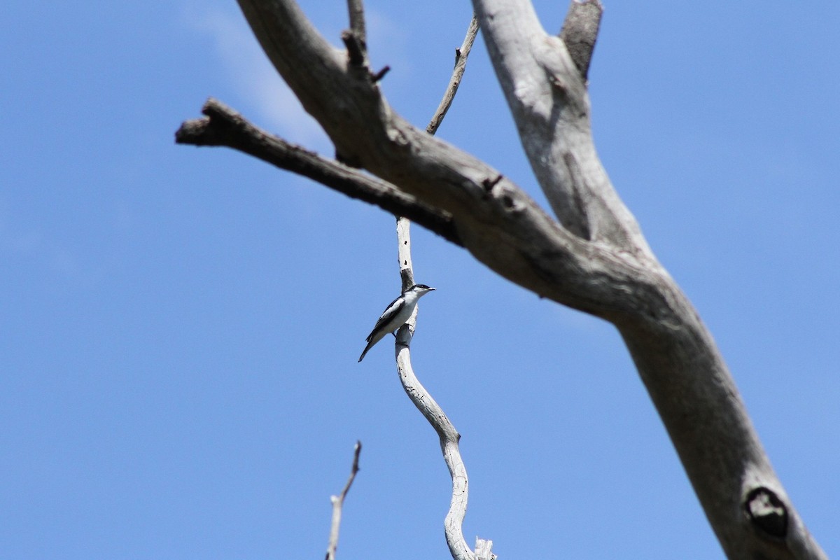 White-winged Triller - ML73176791