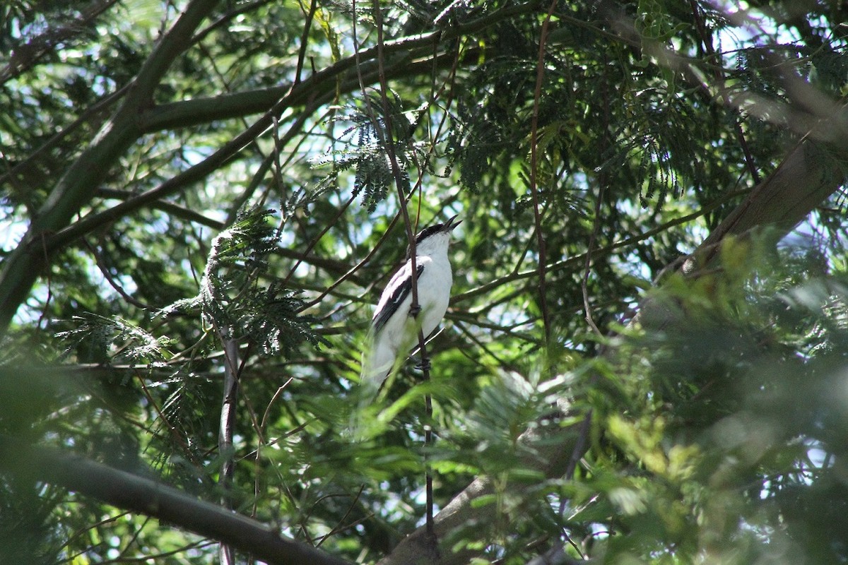 White-winged Triller - ML73176801