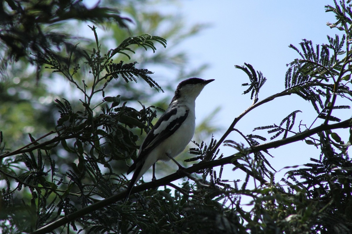 White-winged Triller - ML73176811