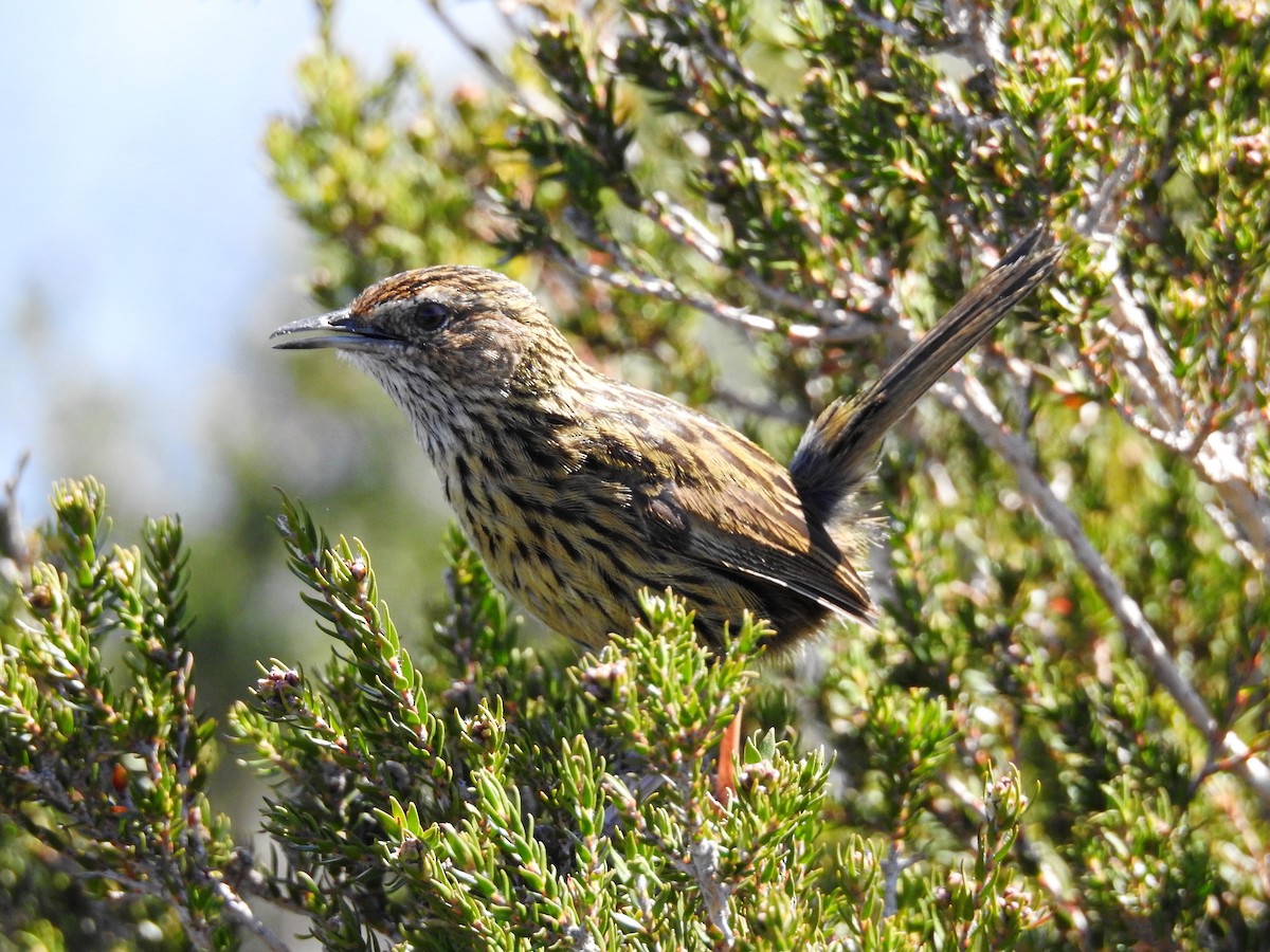 Striated Fieldwren - ML73178271