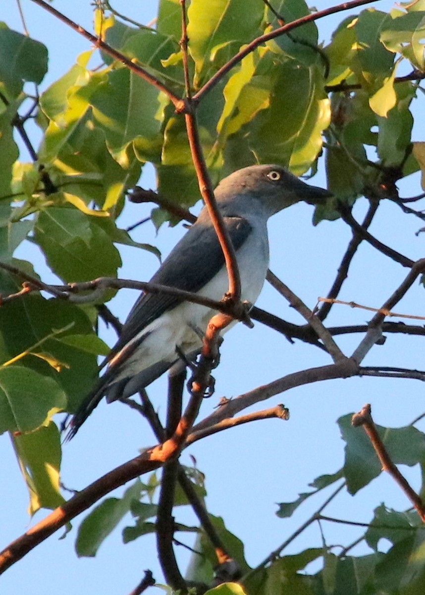 White-rumped Cuckooshrike - ML73179431