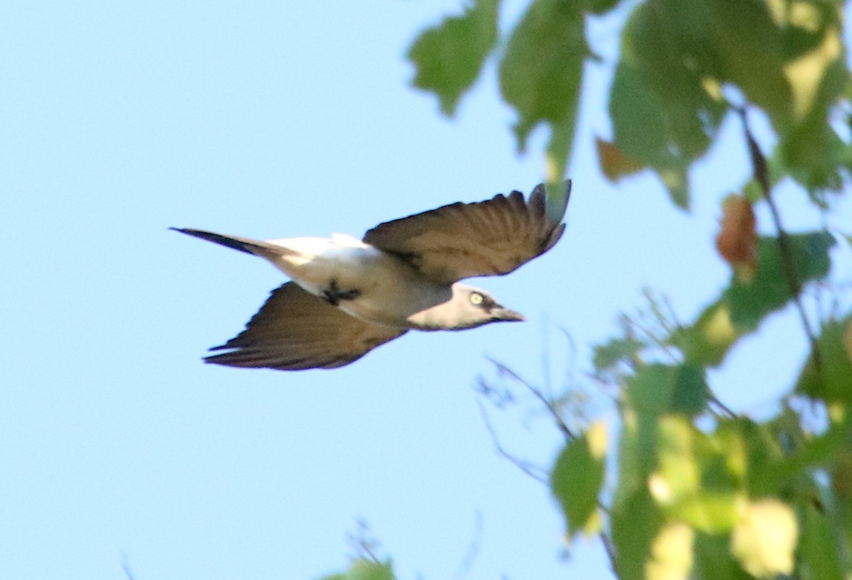 White-rumped Cuckooshrike - ML73179461