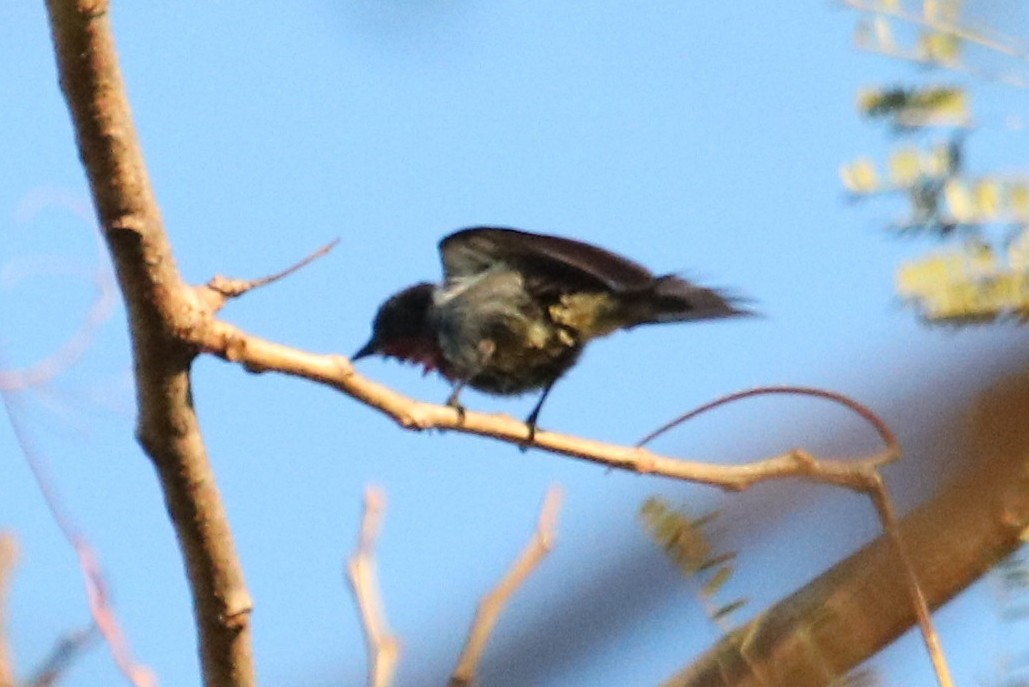 Crimson-crowned Flowerpecker - ML73179531