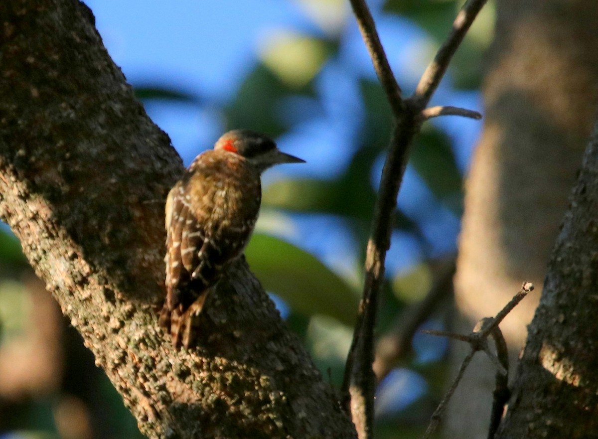 Sulawesi Pygmy Woodpecker - ML73179571