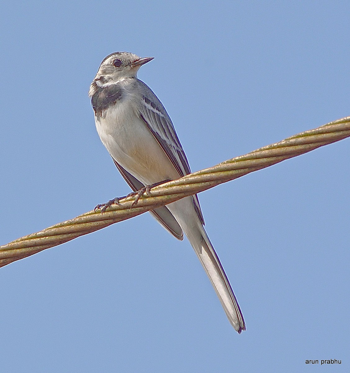 White Wagtail - Arun Prabhu