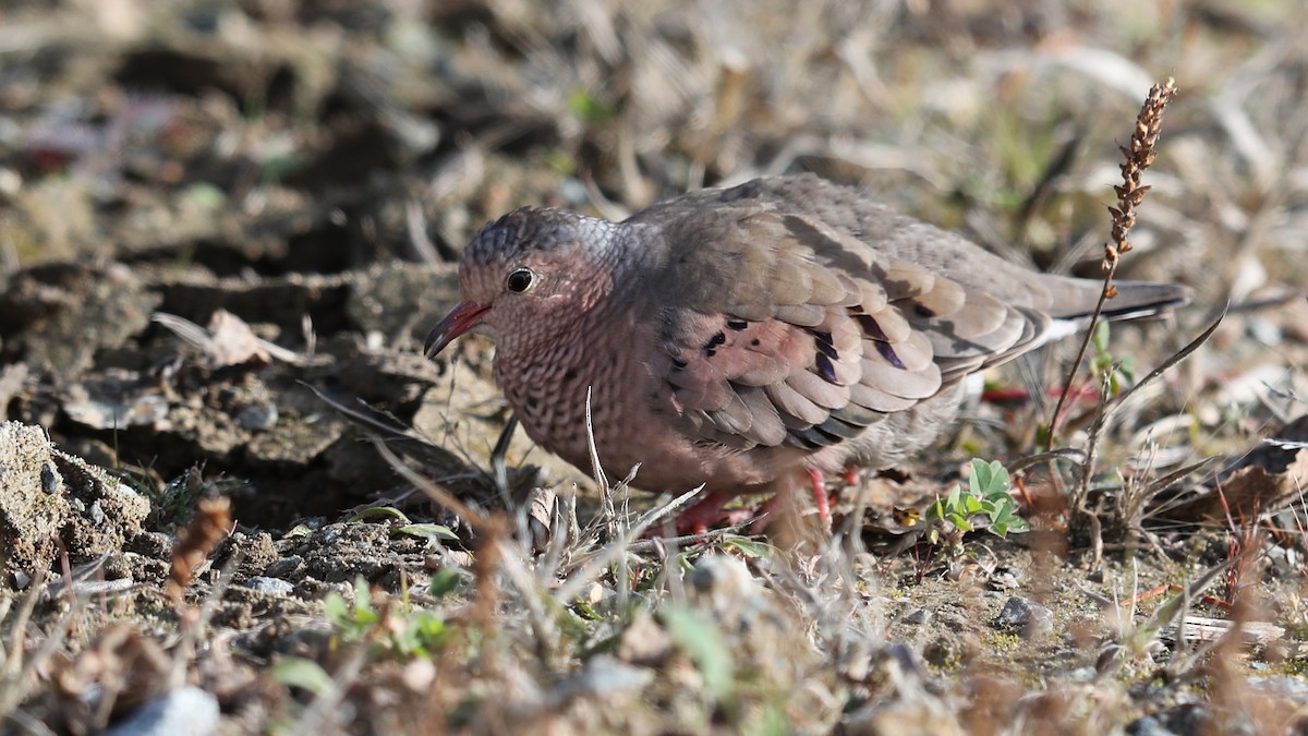 Common Ground Dove - ML73180251