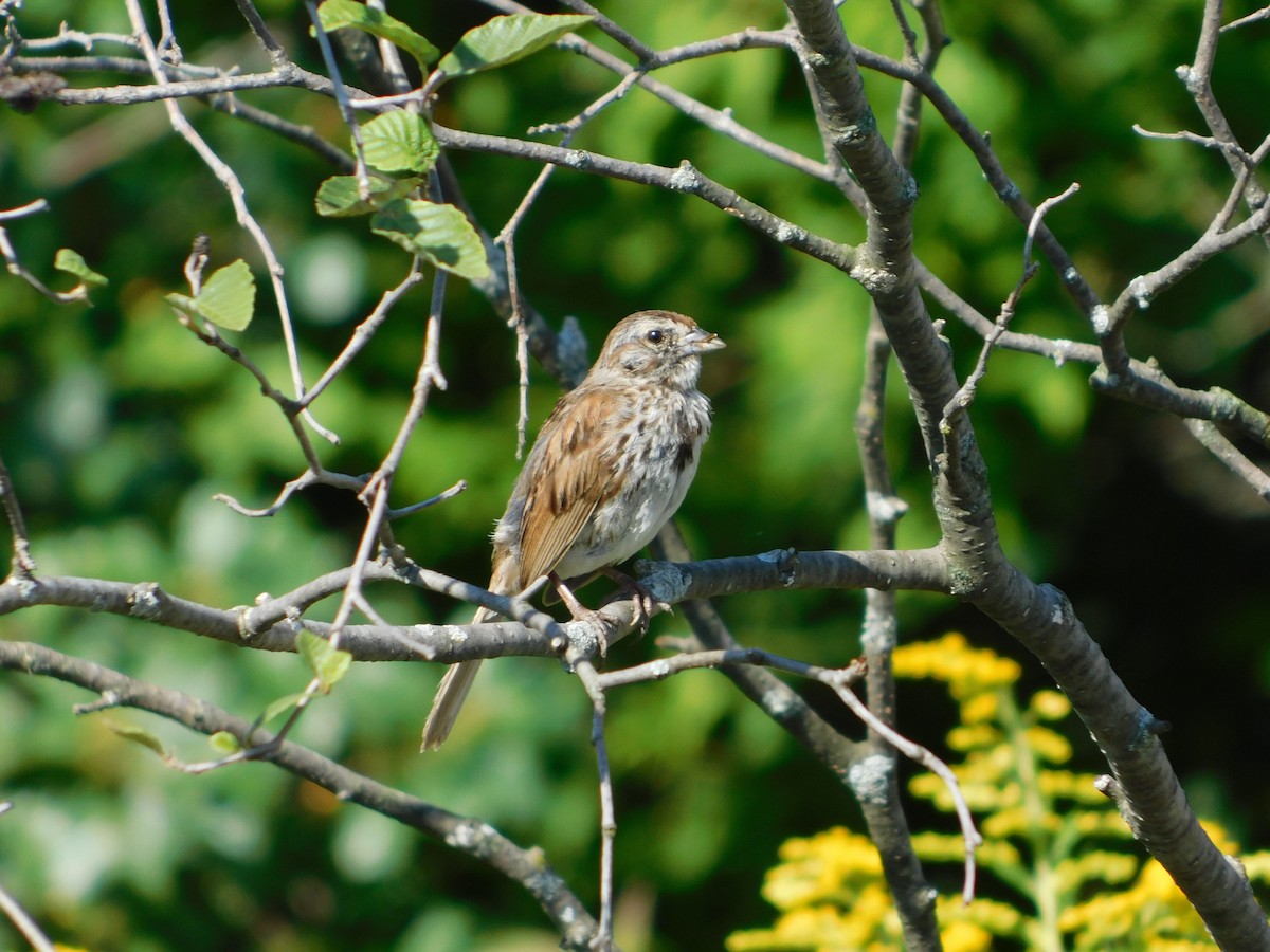 Song Sparrow - ML73181261