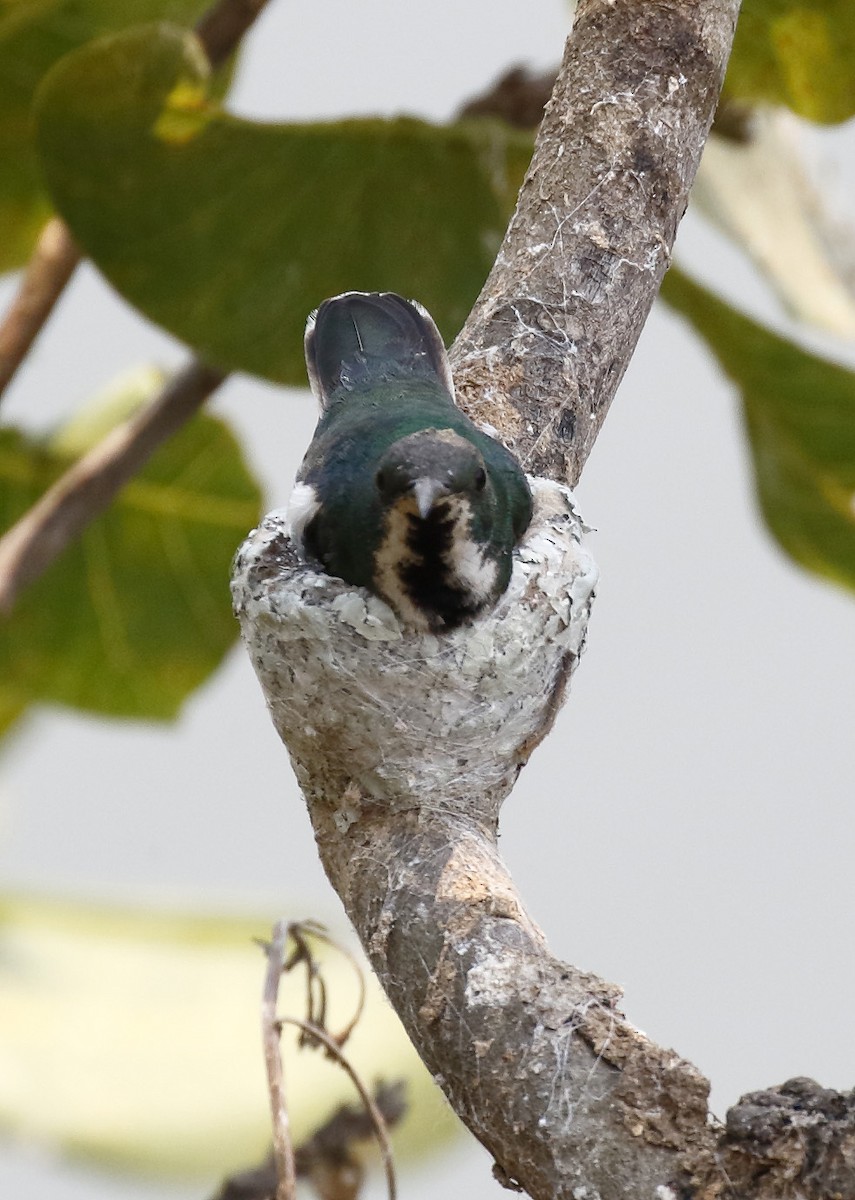 Black-throated Mango - ML73182561