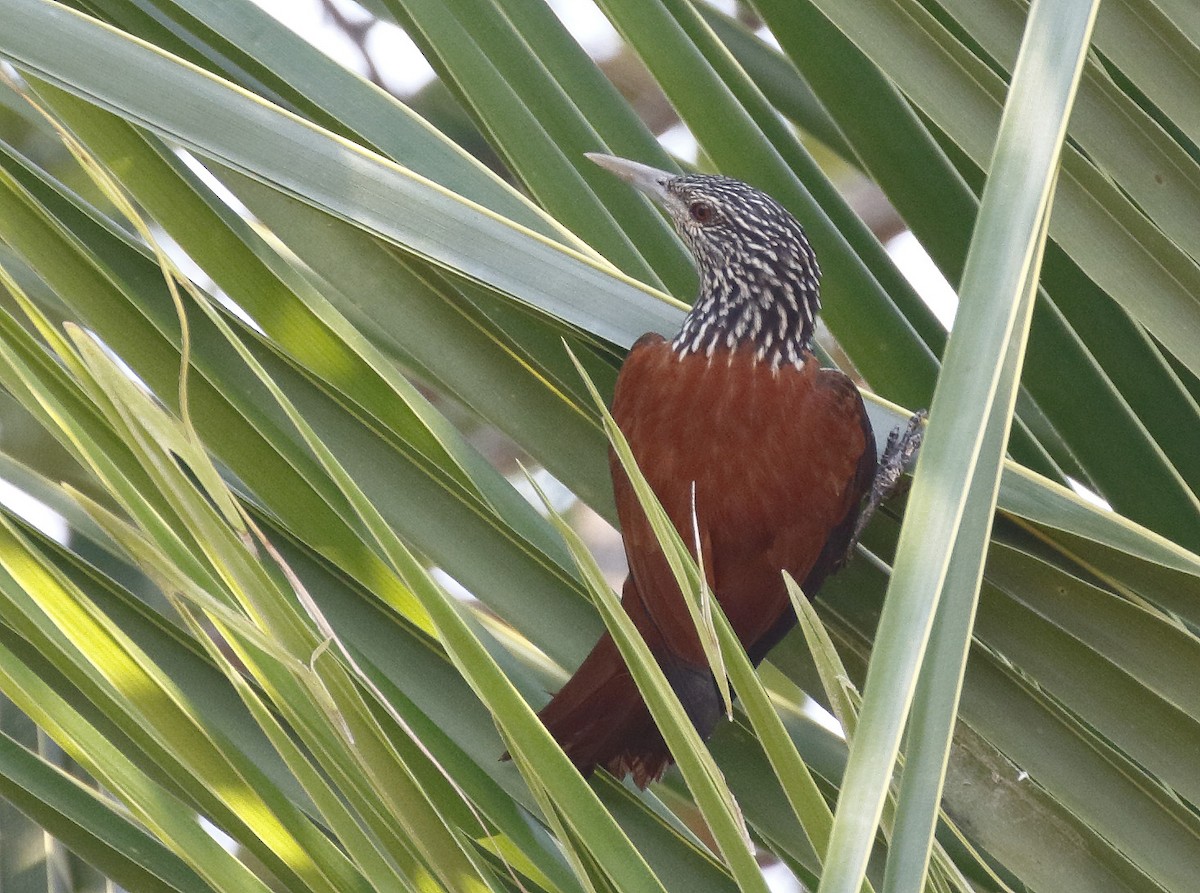 Point-tailed Palmcreeper - ML73182581