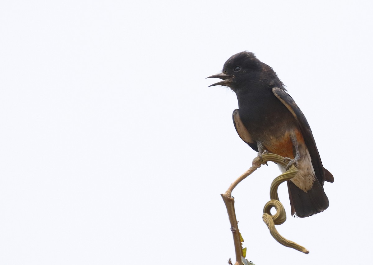 Swallow-winged Puffbird - ML73182601