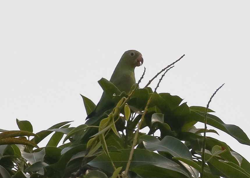 Yellow-chevroned Parakeet - Dave Curtis