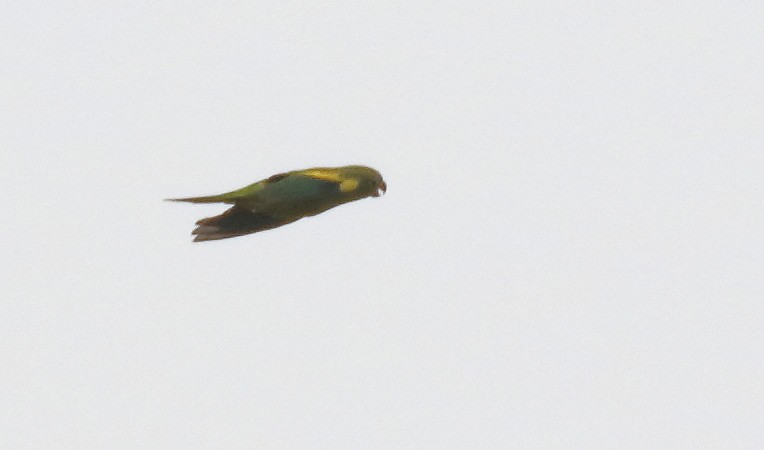 Yellow-chevroned Parakeet - ML73182651