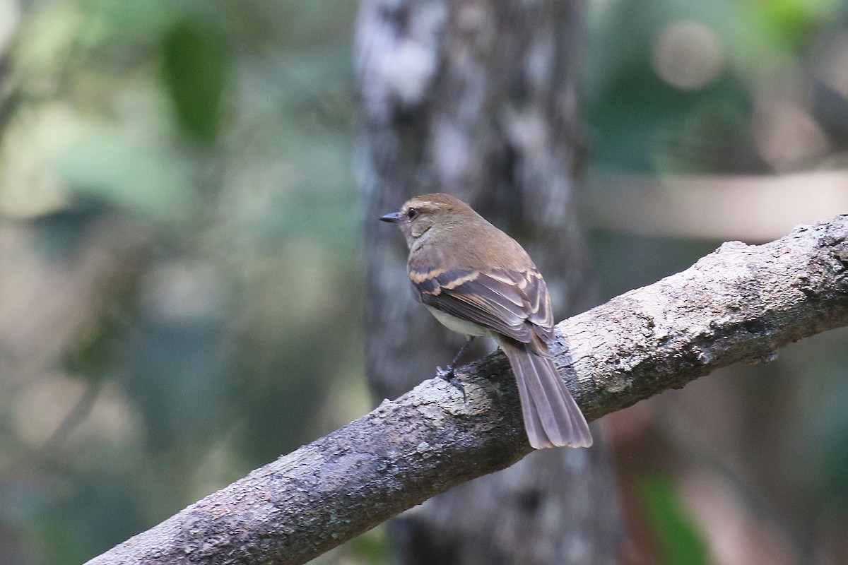 Fuscous Flycatcher - ML73182961