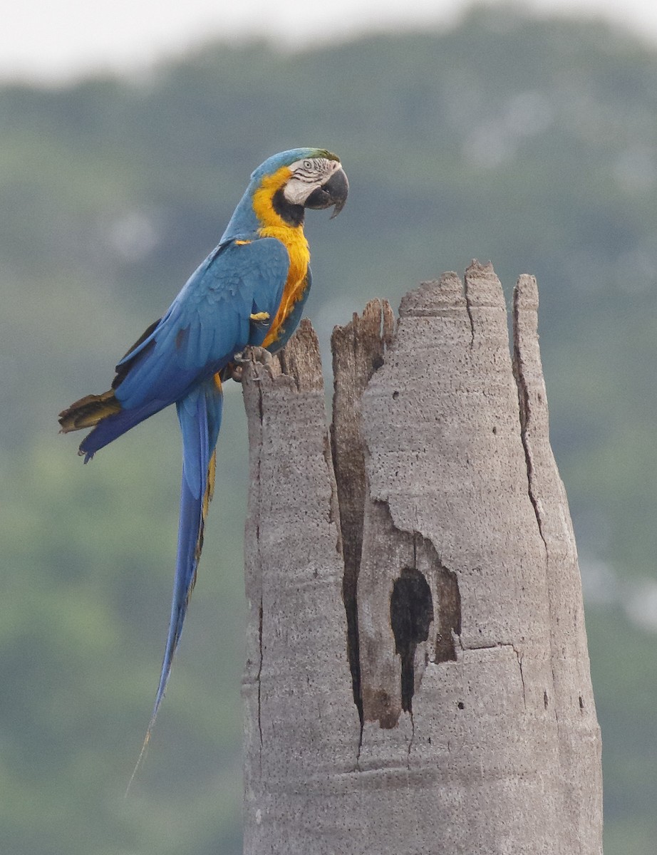 Blue-and-yellow Macaw - Dave Curtis