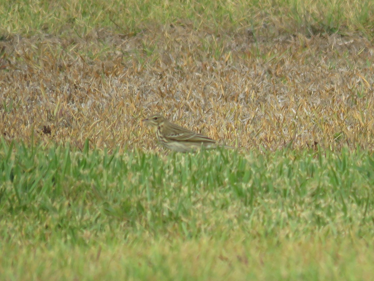 Tree Pipit - ML73183241