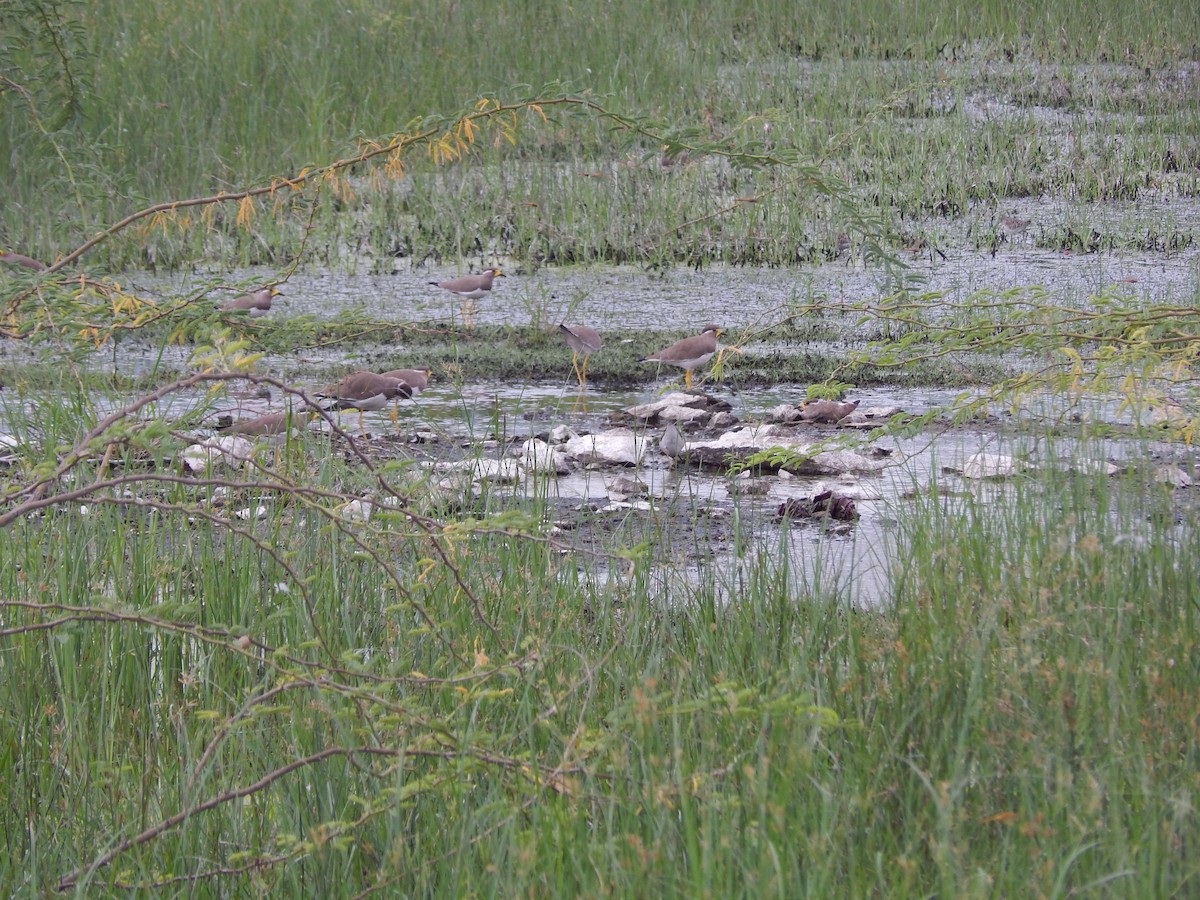 Yellow-wattled Lapwing - ML73183271