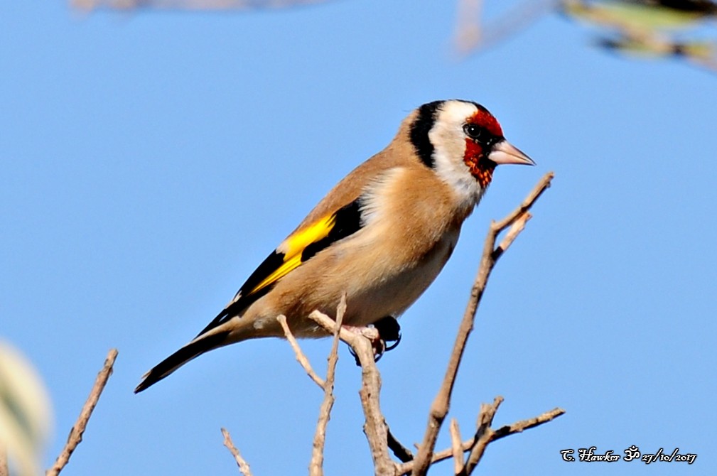 European Goldfinch - Carl  Hawker