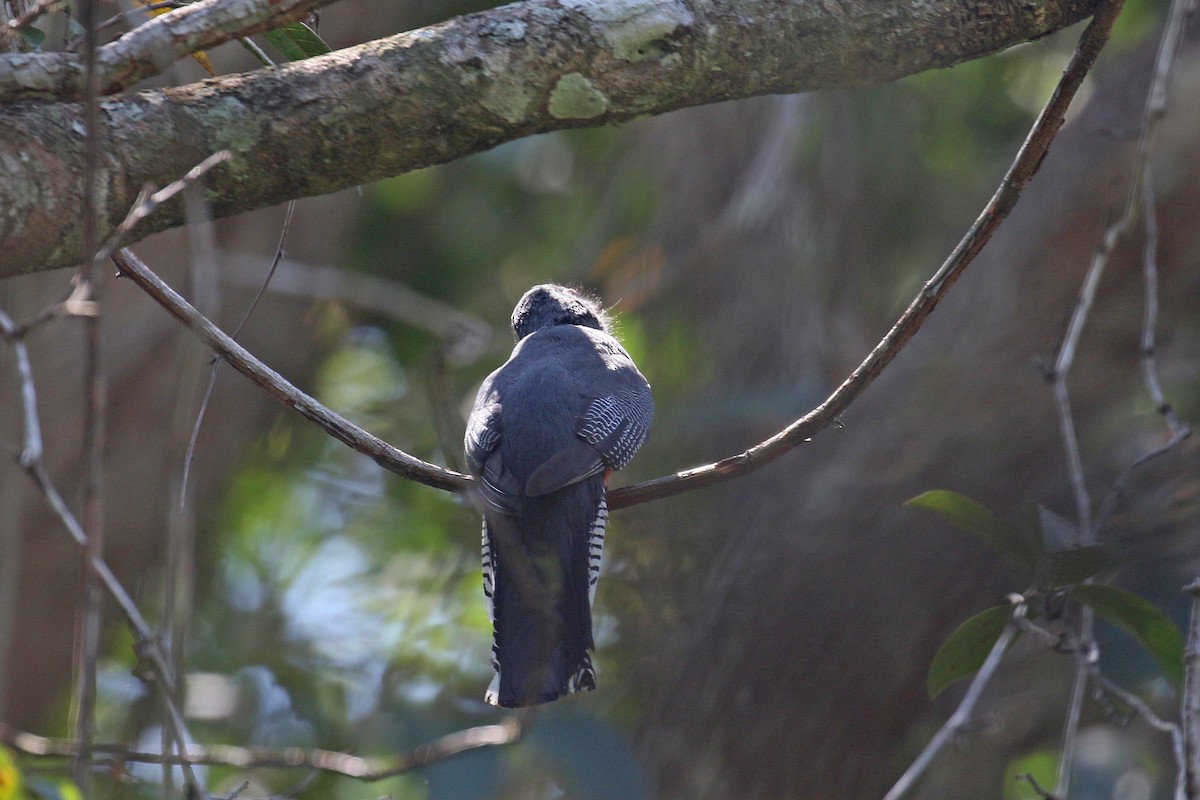 Blue-crowned Trogon - ML73186021