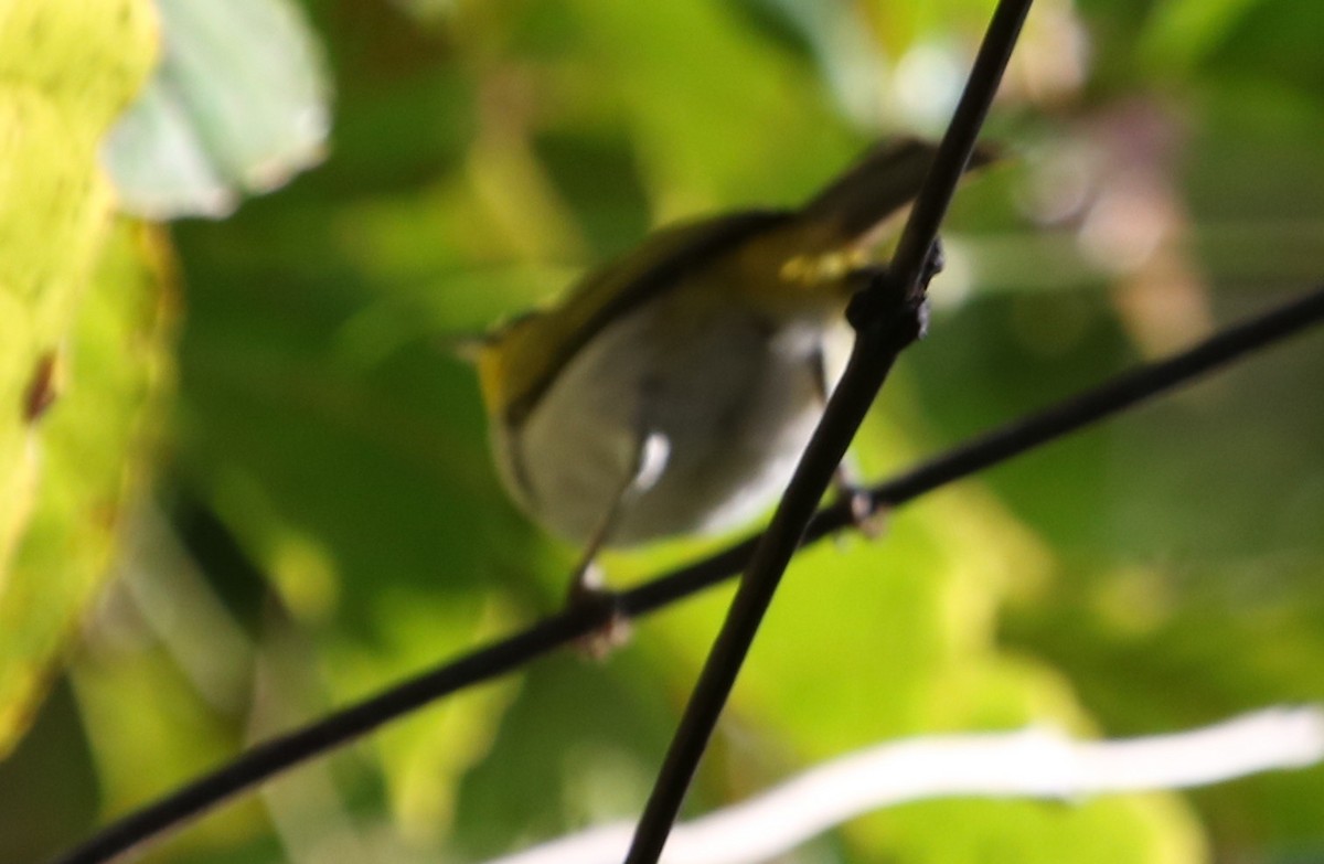 Black-ringed White-eye - ML73186211