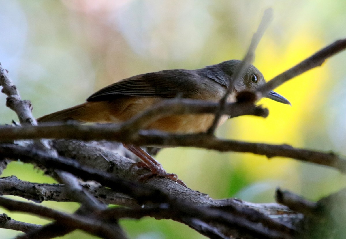 Sulawesi Babbler - ML73186271