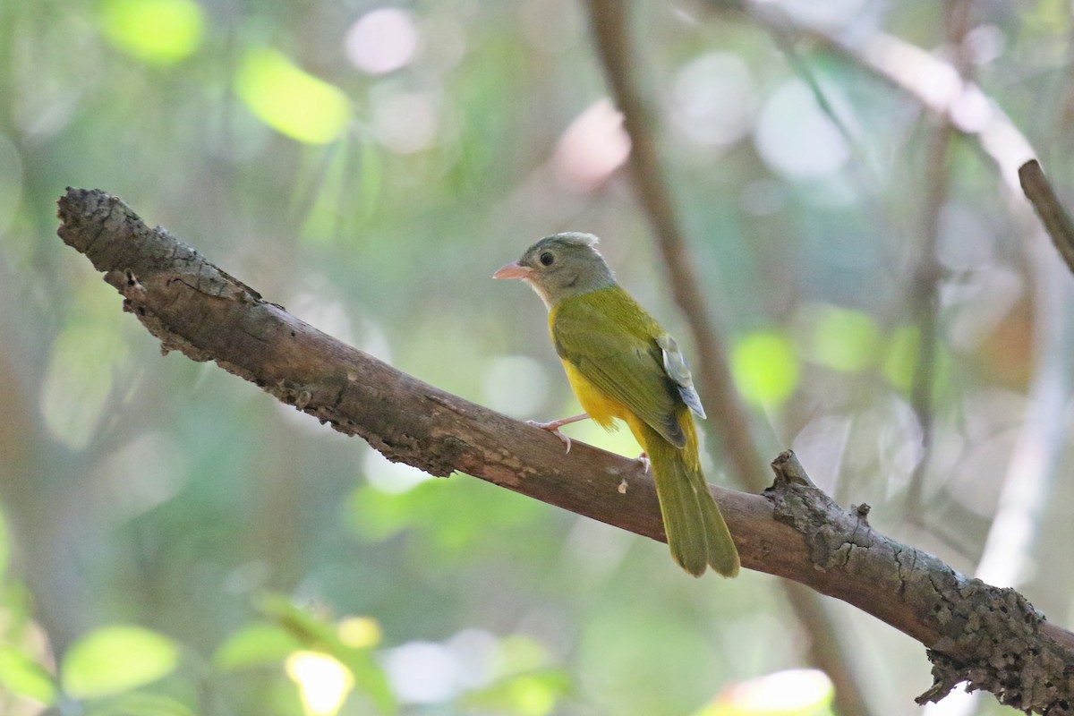 Gray-headed Tanager - ML73186541