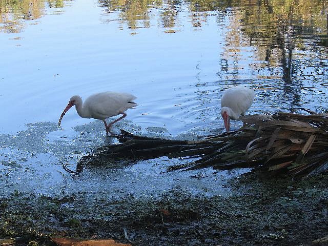 Ibis Blanco - ML73186561