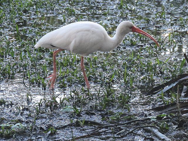 White Ibis - ML73186621