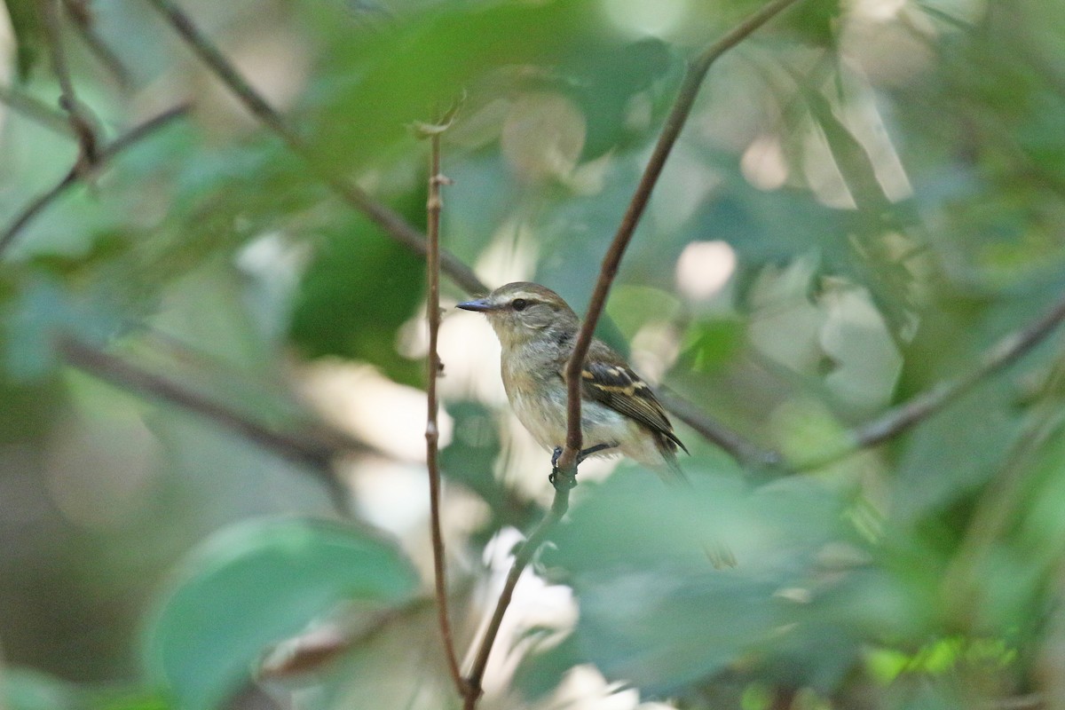 Fuscous Flycatcher - ML73187081