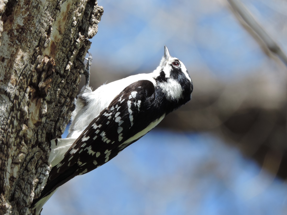 Downy Woodpecker - Cheri & Rich Phillips