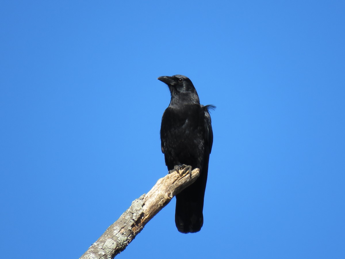 American Crow - ML73187611