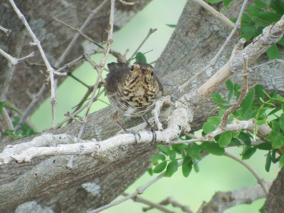 Swainson's Thrush - ML73187691