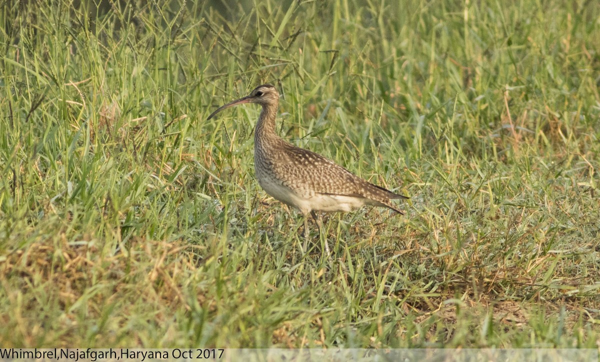Eurasian Whimbrel - Mohit Mehta