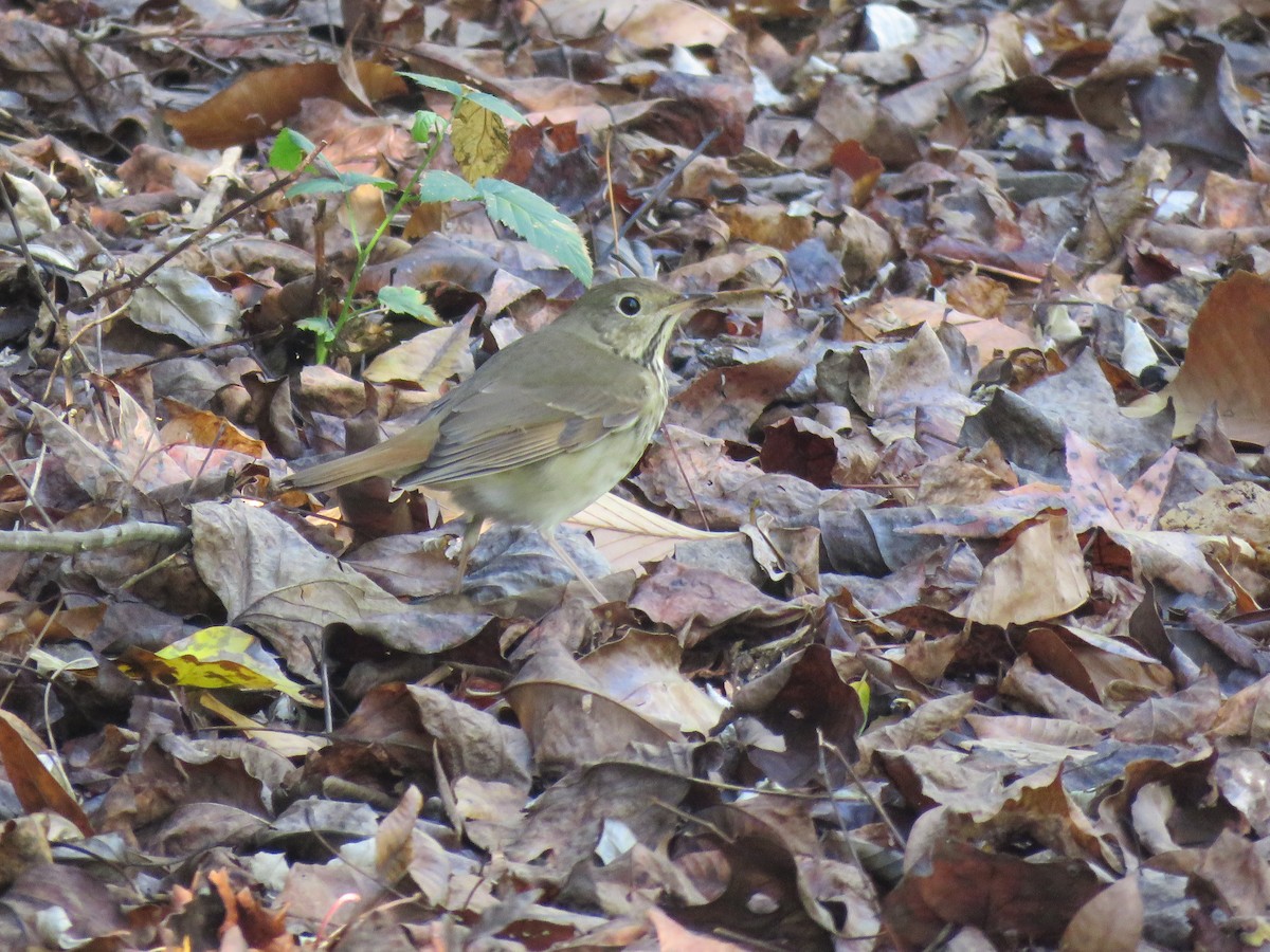 Hermit Thrush - ML73188391