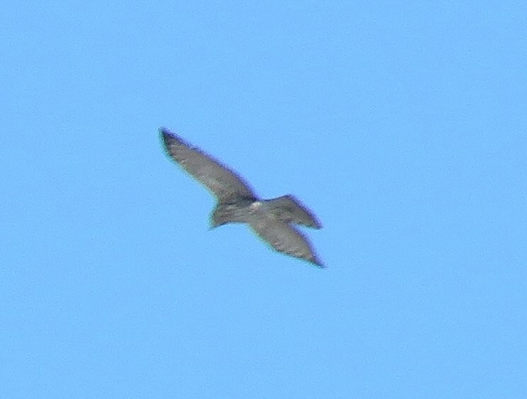 American Goshawk - ML73192061