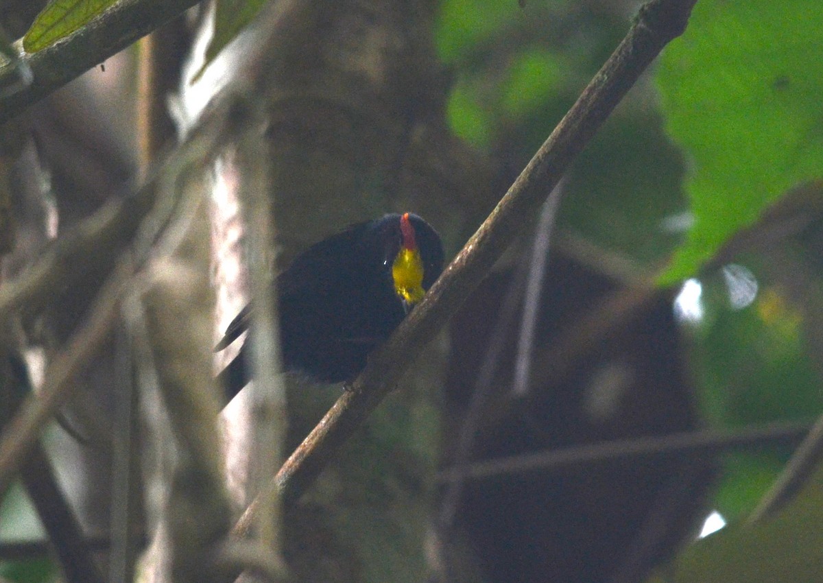 Golden-winged Manakin - ML73192351