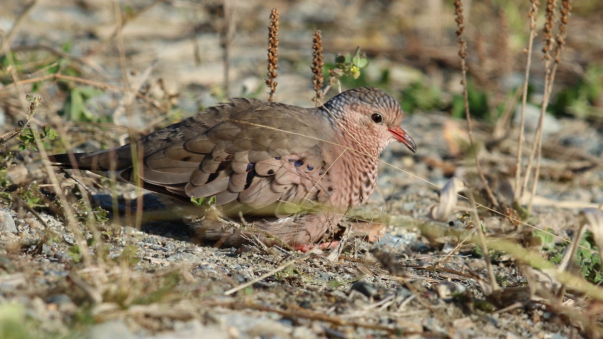 Common Ground Dove - ML73193171