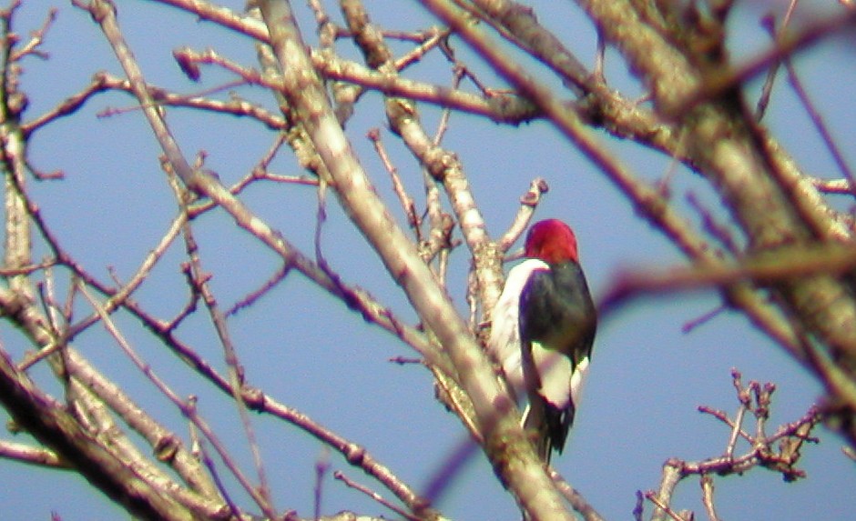 Red-headed Woodpecker - ML73193451