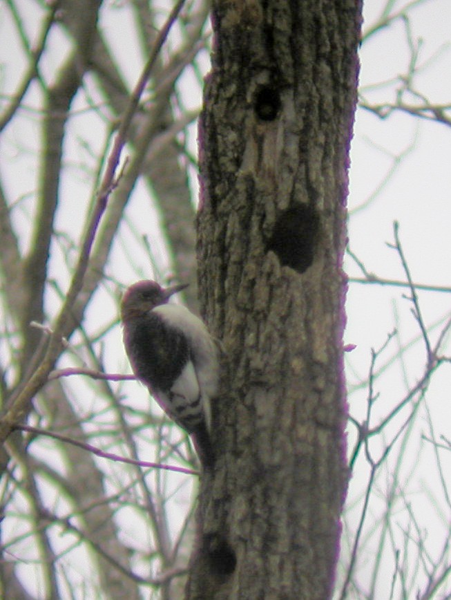 Red-headed Woodpecker - ML73193681