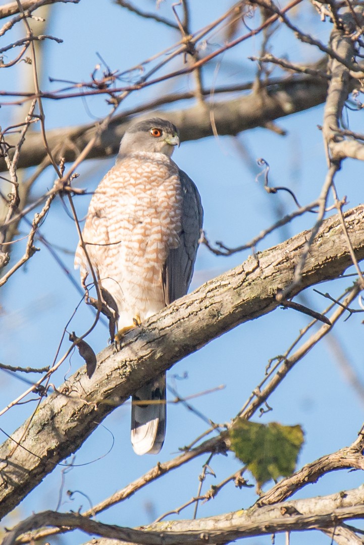 Cooper's Hawk - Kayann Cassidy