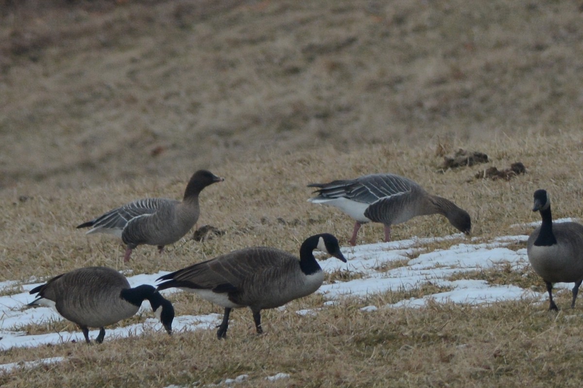 Pink-footed Goose - ML73197761