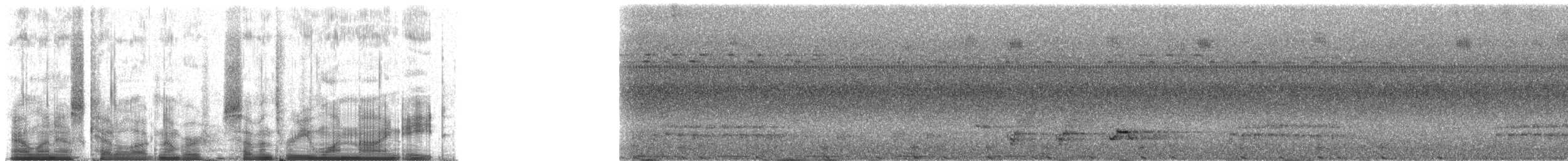 Faisan de Vieillot - ML73198