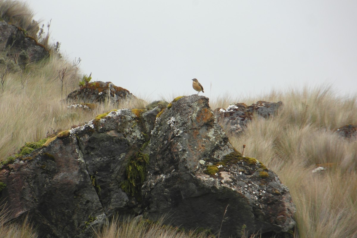 Tawny Antpitta - Owen Yates