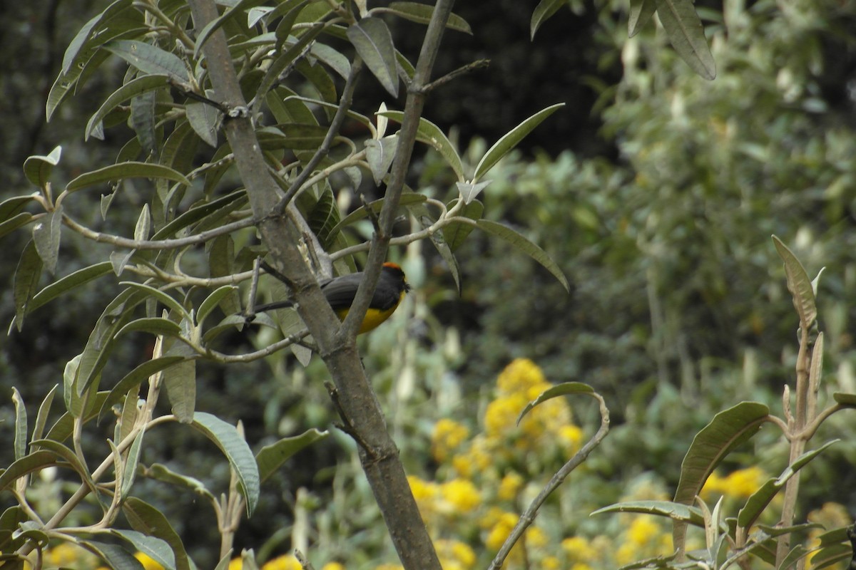 Spectacled Redstart - ML73199631