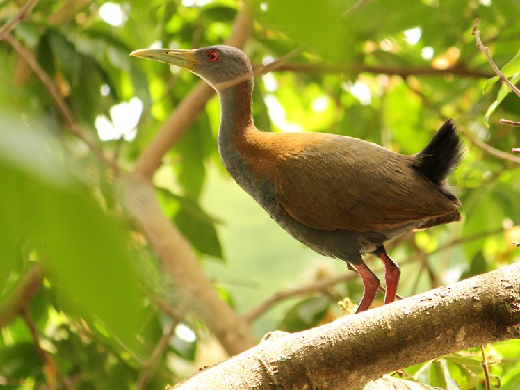 Slaty-breasted Wood-Rail