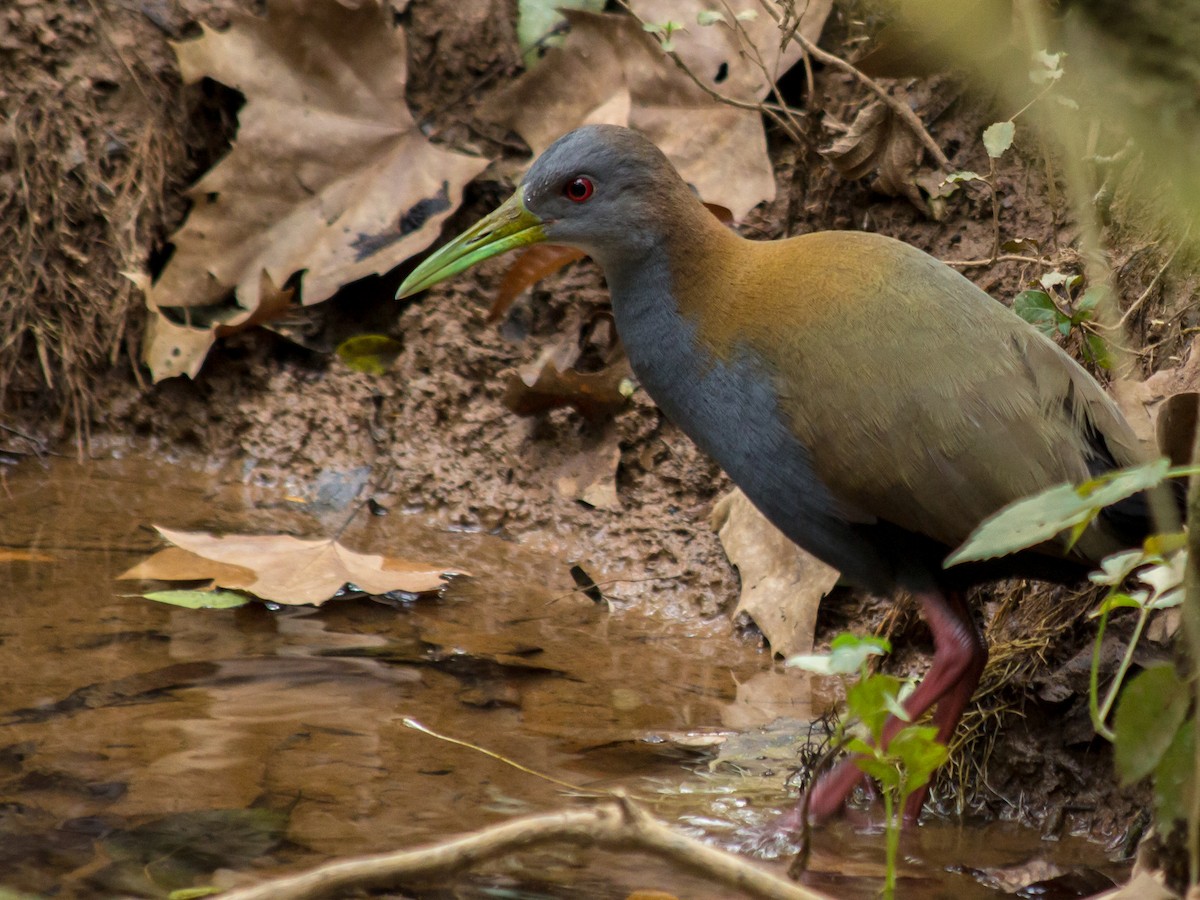 Slaty-breasted Wood-Rail