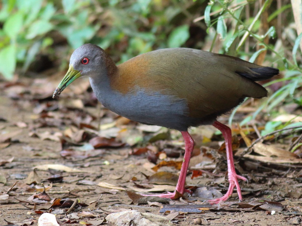 Slaty-breasted Wood-Rail