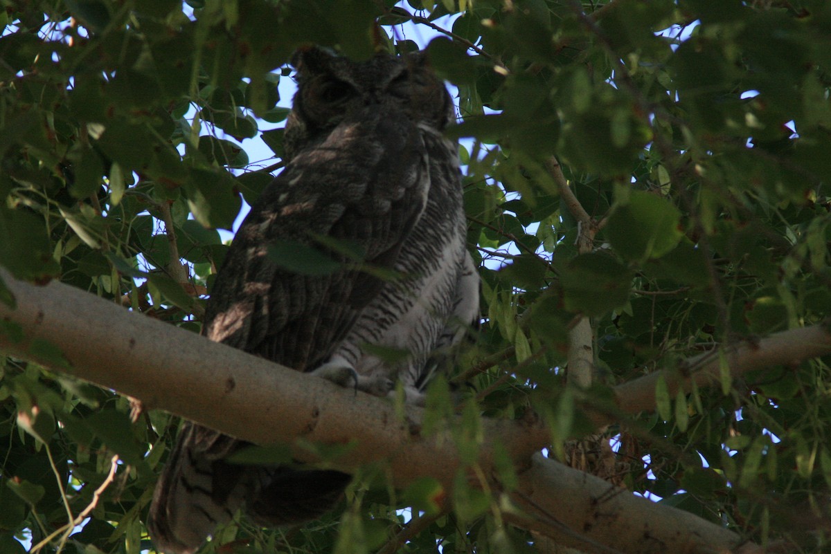 Great Horned Owl - ML73200981